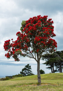 Metrosideros Excelsa 'Maori Princess'